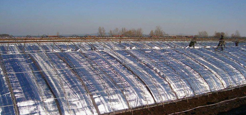 珍珠棉保溫大棚